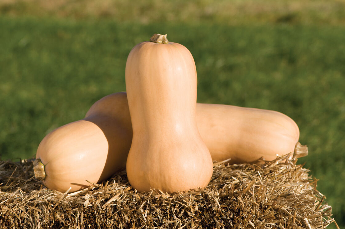 Waltham Buternut Squash